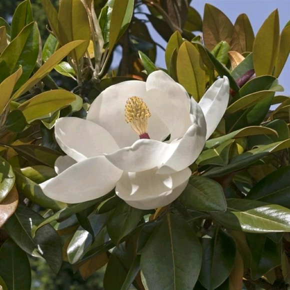 so_magnolia